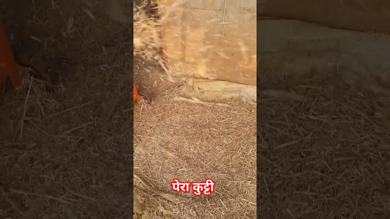 पेरा कुट्टी मशीन PAIRA KUTTI MACHINE