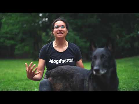 Video: Eticheta Adecvată La Parcul Câinilor
