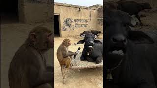 kala akcher bhis brabar# funny #comedy #AI #funny video #youtubeshorts #viral #video