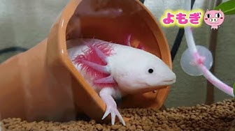 エラふさふさ Youtube