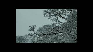 Ripperton - First Snow