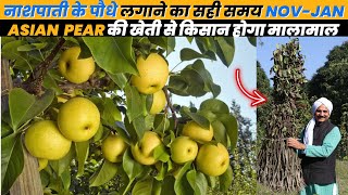 भारत में नाशपाती की खेती से दसगुना मुनाफा | Asian Pear Farming | एक बार लगाए 50 साल तक लाखो कमाए screenshot 2
