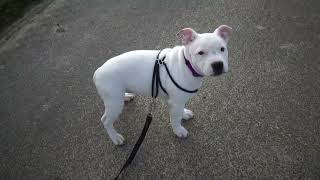 146Ème Vidéo Chiot N6 Femelle De La 45Ème Portée De Staffordland