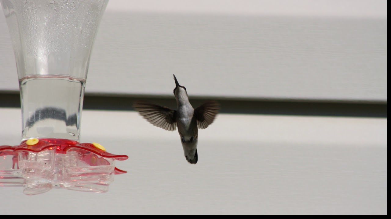 Hummingbird Seals and Crofts YouTube