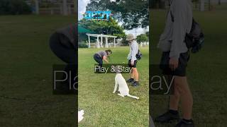 How to improve your dogs stay