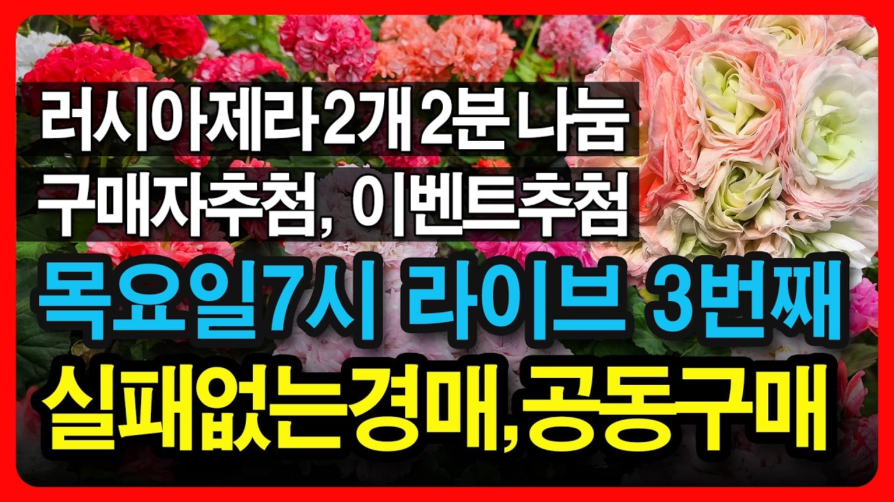 유럽,K,러시아,리갈 제라늄  / 실패없는 경매 와 공동구매! / 시청자 추첨까지! / 26년 2월 12일
