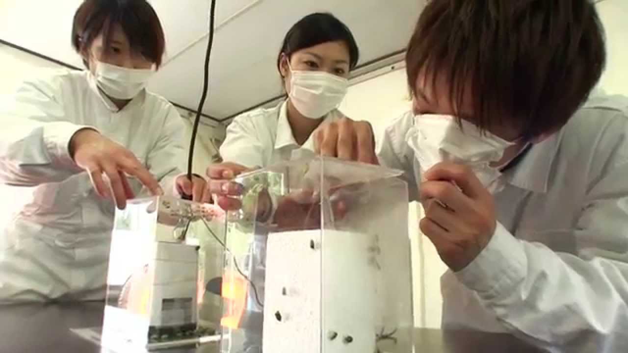 Plasmacluster vs Serangga