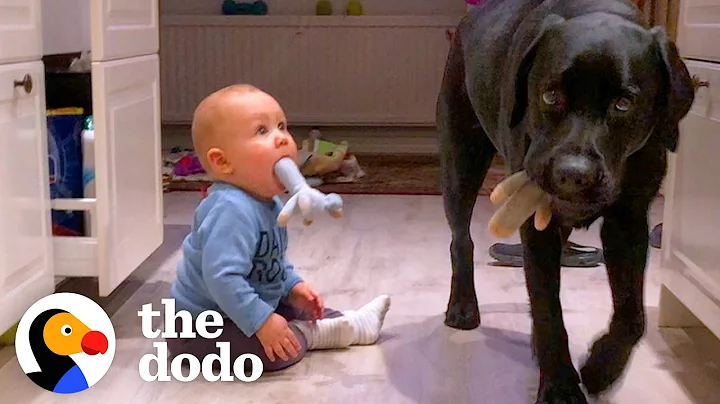 Dog Teaches His Little Human How To Be A Puppy | The Dodo Soulmates - DayDayNews