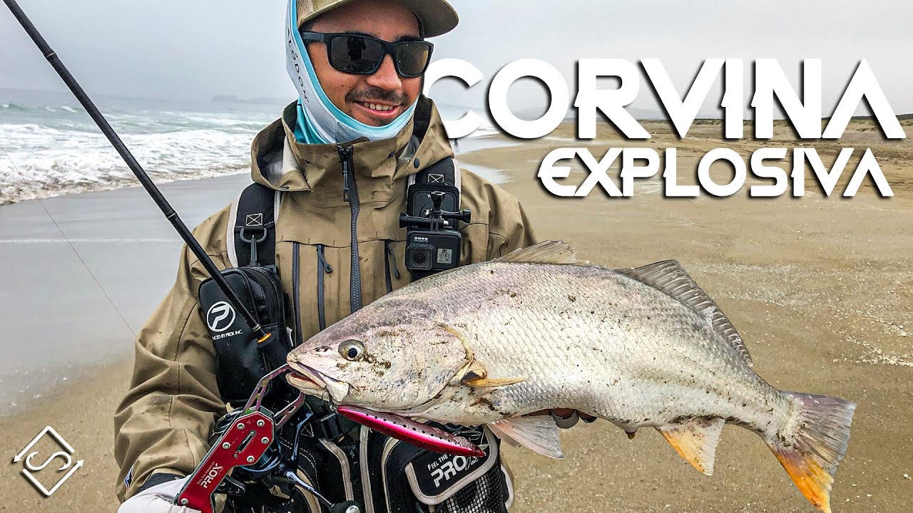 Una CORVINA Explosiva !! Pesca Desde Playa