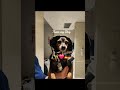 Thats my dog #dog