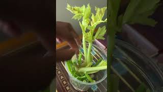 Im Convinced My Groceries Arent Safe Anymore  growyourownfood