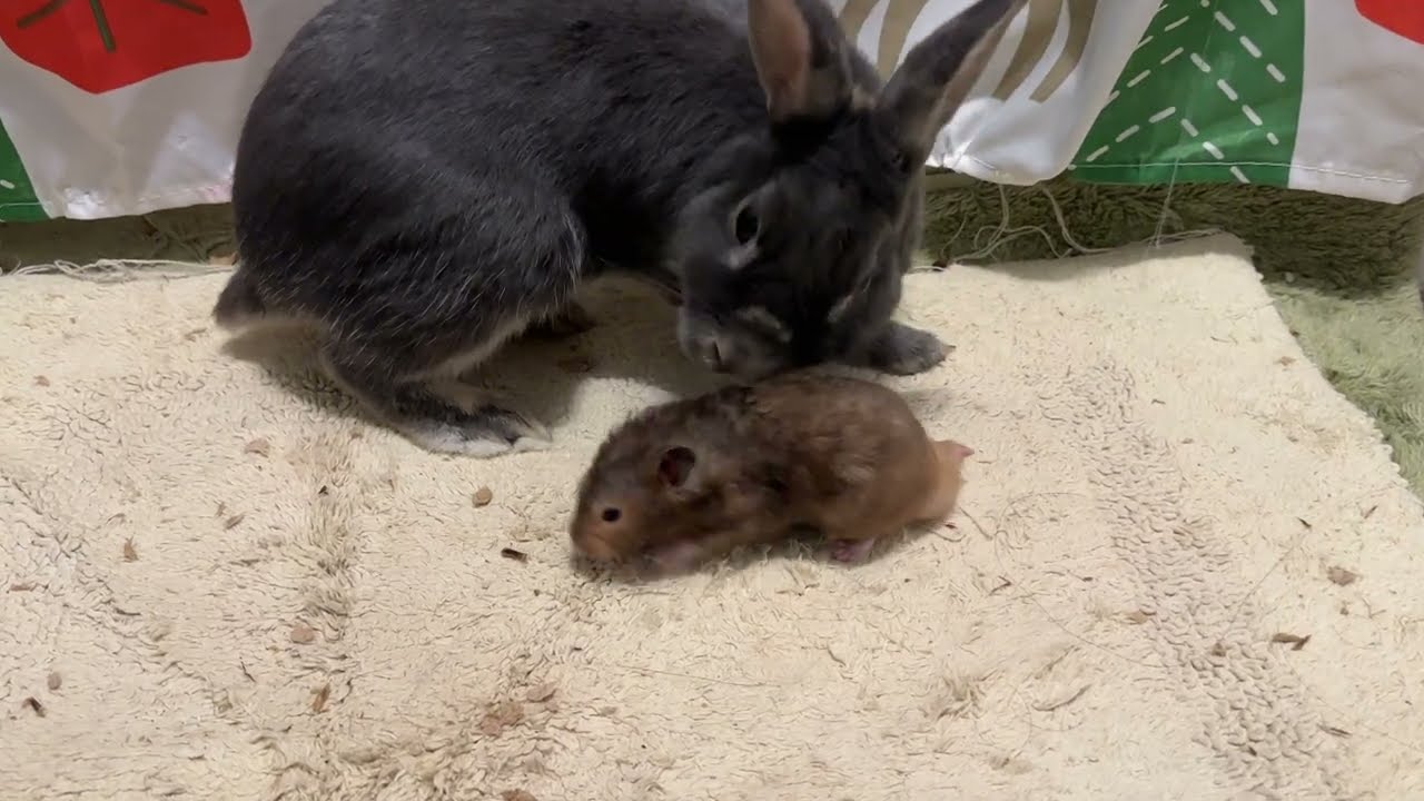 Grey Bunny Rabbit Sniffing Hamster 