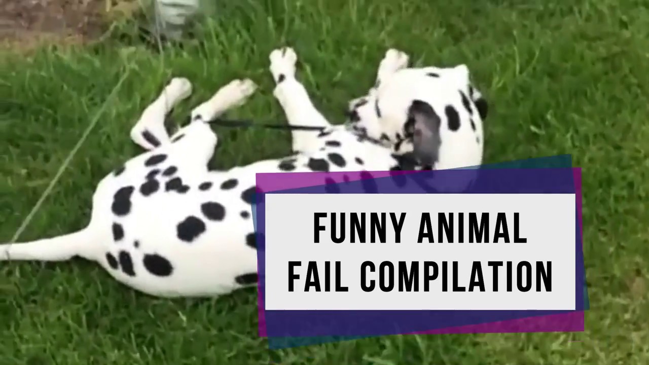 FUNNY ANIMAL FAIL COMPILATION FEBBRAIO 2017 YouTube