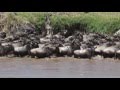 Spectacular wildebeest crossing the Mara River , Serengeti Kogatende, Tanzania, Oct 2015