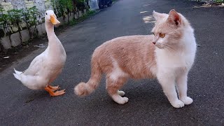 I followed the cats and ducks on a date🐈🦢❤️really you will definitely be surprised🤯 by Cat kucing 696 views 3 weeks ago 8 minutes, 9 seconds