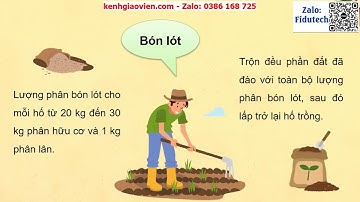 Giáo án PowerPoint bài 4: Kĩ thuật trồng và chăm... | GA điện tử Công nghệ trồng cây ăn quả 9 KNTT