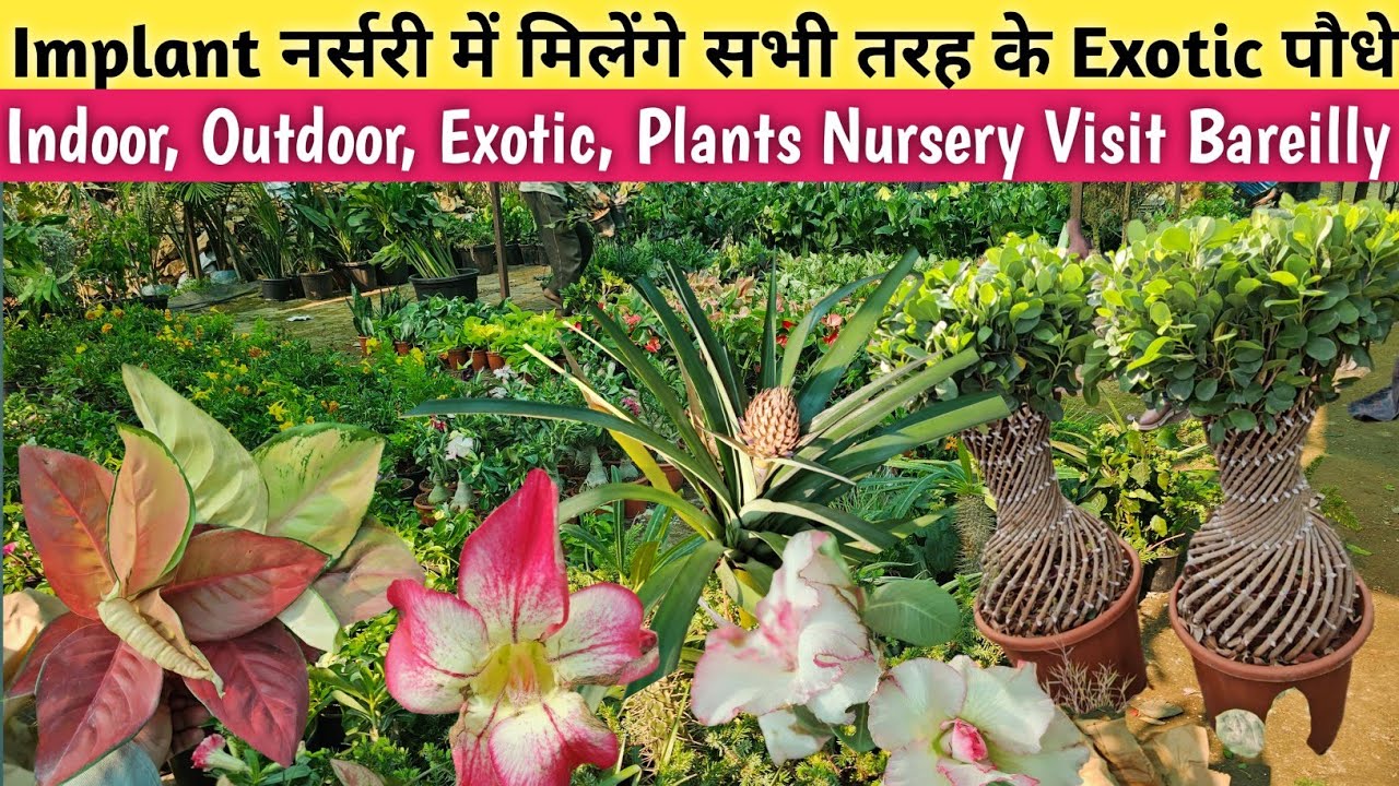 एक ही नर्सरी में मिलें इतने सारे पौधे💥Implant Nursery Visit Bareilly🌹Exotic Plant Nursery Bareilly💯