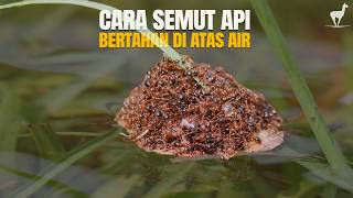 Download Lagu Semut Api: Ketangguhan Bertahan Hidup di Tengah Badai dan Serangga Lainnya #temantidur MP3