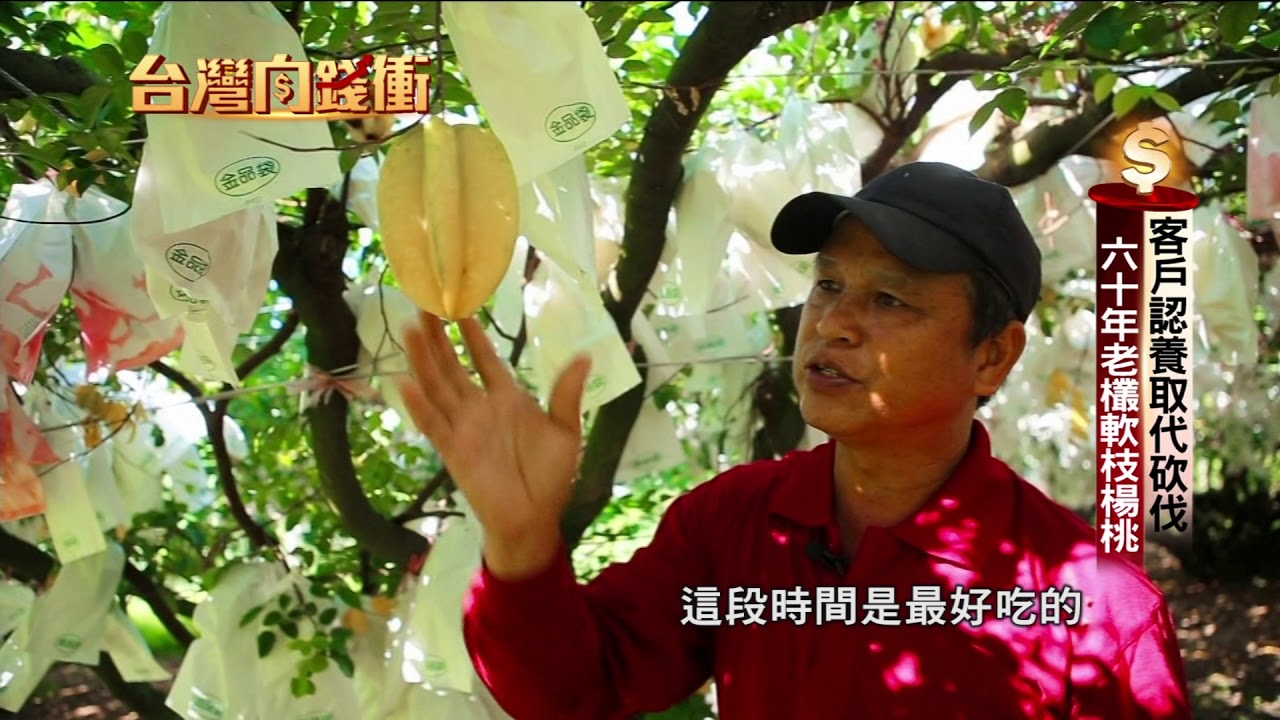客戶認養取代砍伐 60年老欉軟枝楊桃191228【台灣向錢衝】PART5