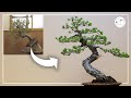 五葉松盆栽の改作 | Remodeling of Japanese White Pine