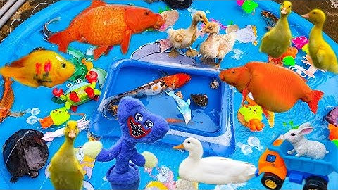 Thỏ Vlog Chơi Cùng Các Con Vật, Con Cá Sấu, Con Lươn, Con Vịt, Con Cua, Cá Cảnh Tập 9