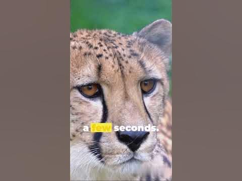The Emergency Puzzle of the Flying Cheetah: How Cheetahs Adapt to Their