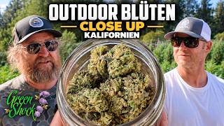 Kalifornien Outdoor Cannabis Blüten im Close up bei Green Shock North cal Emeral Triangle Humboldt