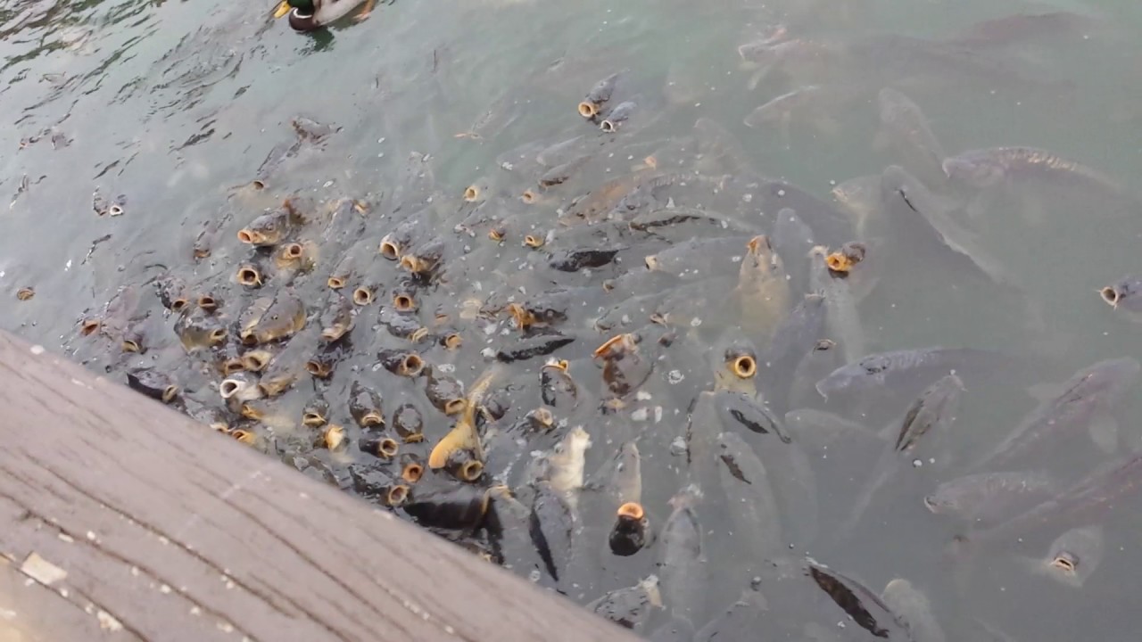 Crazy Feeding FRENZY!!!