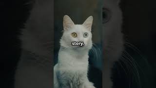 Meet the Salmiak Cats: The New Cat Color Discovered!