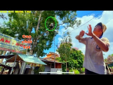 Video Vua Khỉ Miền Tây leo Cưa Cây Sao có nhiều đường dây... - youtube