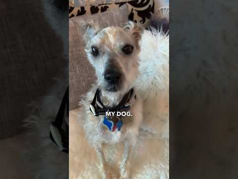 Never let Chris dog sit again!