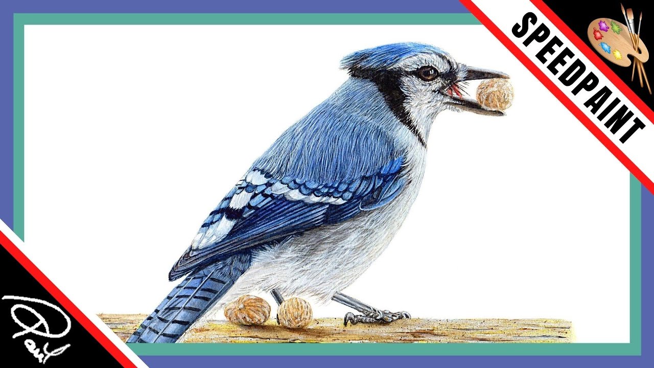Blue Jay Painting Mixed Media (Watercolor & Acrylic) YouTube