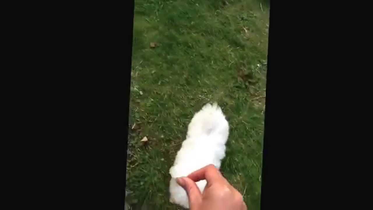 Blue and brown eyes Maltese Puppy playing!