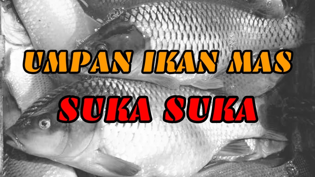 UMPAN IKAN MAS SUKA SUKA + SECRET STRIKE