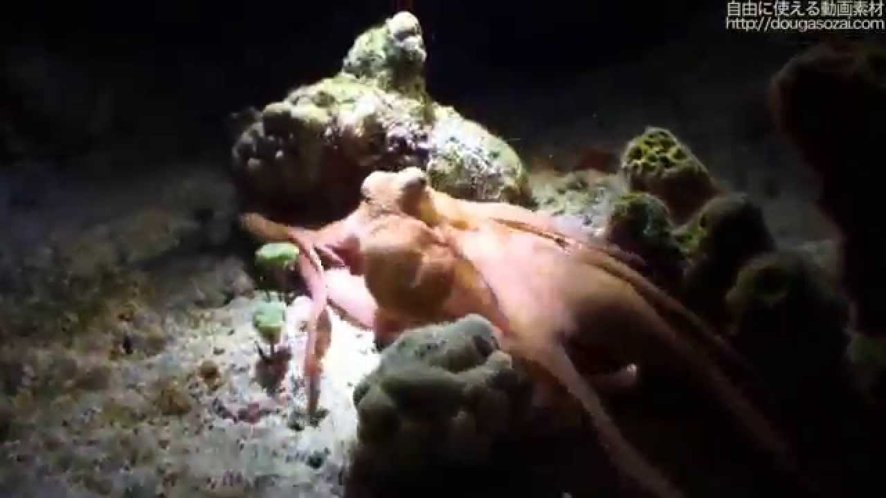 著作権フリーの動画素材 タコが泳ぐ様子 Octopus Crawling Around Seabed Eating Creatures Youtube