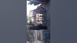 suara khas tledekan bakau...  simak video nya sampai habis,semoga bermanfaat.