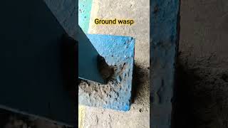 Ground wasp | tawon tanah #funnyanimals #animals #shortanimal #nature