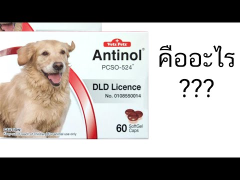 calflex pantip calflex ดีไหม CalFlex pantip Calflex สุนัข pantip ยาบํารุงข้อสุนัข synoquin