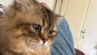 Iran Chincilla Kedisi Sahiplendik. Kısa Bir Tanıtım Yapmak Istiyorum. Iran Kedisi M