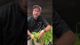 EverGlow Sedge - Delivered to Your Door by ServeScape.com (Link in Comments)