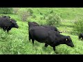 Մայր և փոքրիկ անգուսներն արոտում @Mountain High Angus farms