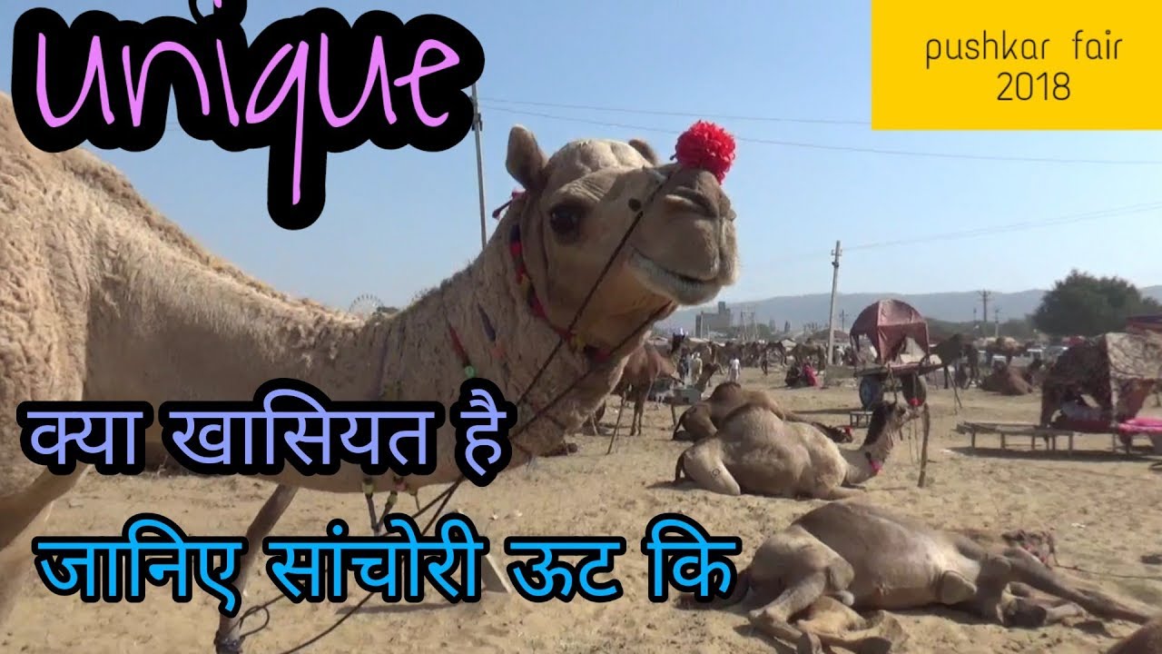 Pushkar camel fair 2019|| जानिए सांचोरी ,जैसलमेरी, ऊट के बारे मे ||पुष्कर मेला ||
