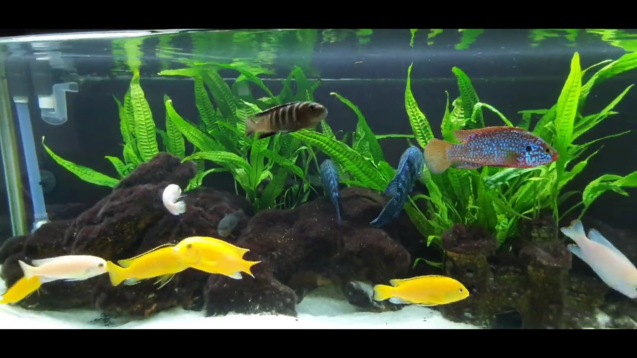 Aquarium cichlids - YouTube