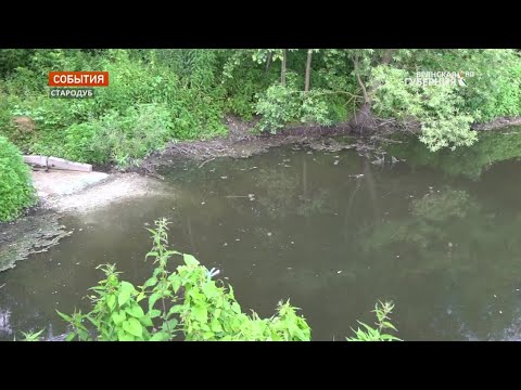 В Брянской области выясняют причины экологического ЧП в Стародубе