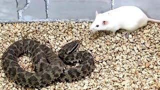 Snake attack rat. Snake venom experiment