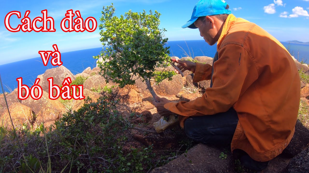 Khai thác và bó bầu cây hải châu bonsai tự nhiên ở trên núi