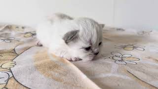 2 weeks old, colour point british short hair kitten ( female) by Elena Smirnova 38 views 1 month ago 40 seconds