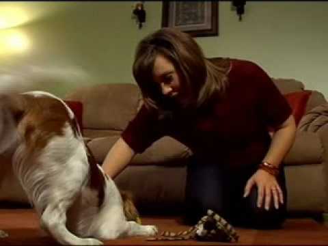 Video: Adakah anjing raja charles cavalier menumpahkan?