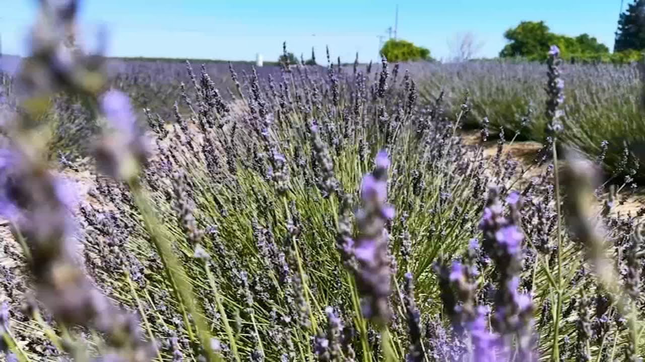 Lavender in bloom at Fresno County farm