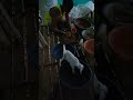 Patil Goat🐐 Farm - Done(Vangani)#goat #goats #goatfarming 